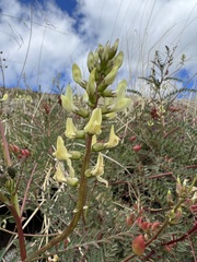 Astragalus deanei