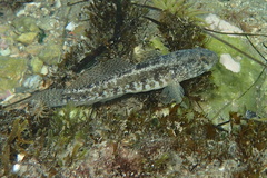 Gobius ophiocephalus
