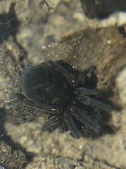 Amaurobius