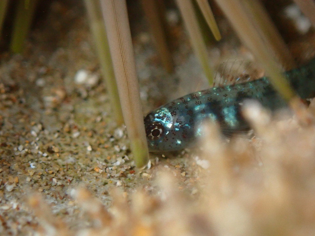 Divine dwarfgoby (Eviota epiphanes) — Gobiidae