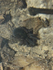 Amaurobius
