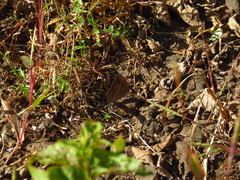 Junonia iphita iphita