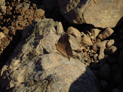 Junonia iphita iphita