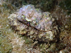 Calappa gallus