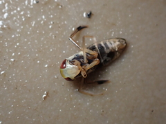 Callicorixa praeusta