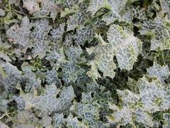 Silybum marianum