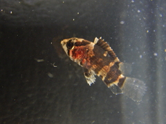 Nandus nebulosus
