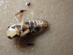 Callicorixa praeusta