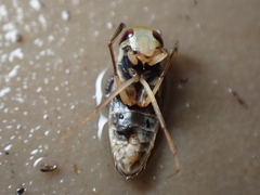 Callicorixa praeusta