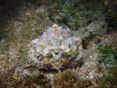 Calappa gallus