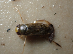 Callicorixa praeusta