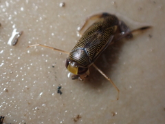 Callicorixa praeusta