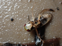 Callicorixa praeusta