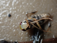 Callicorixa praeusta