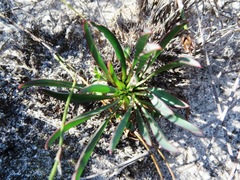Euphorbia silenifolia