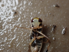 Callicorixa praeusta