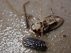 Callicorixa praeusta