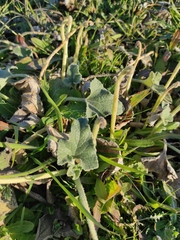 Ecballium elaterium