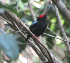 Chiroxiphia pareola