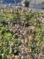 Dittrichia viscosa