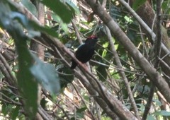 Chiroxiphia pareola