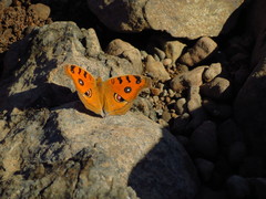 Junonia almana almana