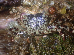 Pachygrapsus plicatus