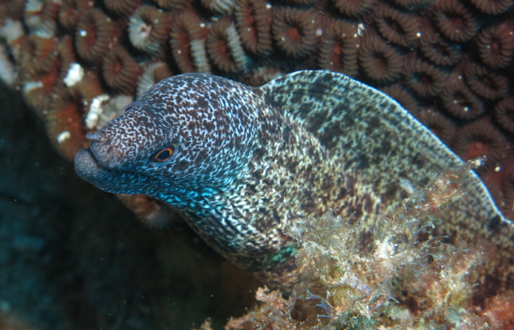 Lord Howe Island Moray