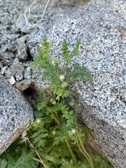 Eucrypta chrysanthemifolia bipinnatifida