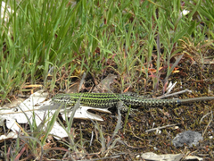 Bocage'S Wall Lizard