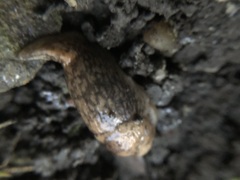 Deroceras