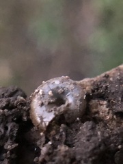 Stylommatophora