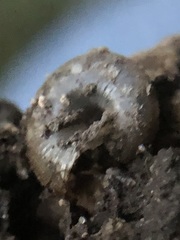Stylommatophora