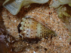 Conus abbreviatus