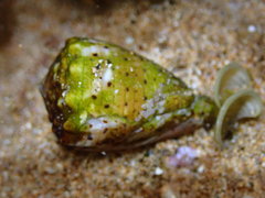 Conus abbreviatus