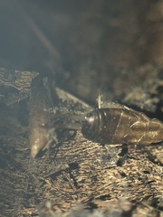 Dermaptera