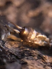 Dermaptera