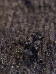 Rhyparochromidae