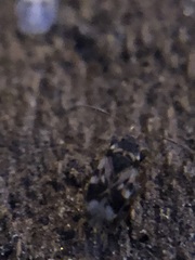 Rhyparochromidae