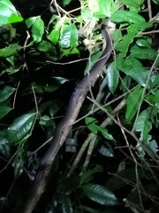 Stegonotus australis