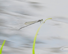 Pseudagrion indicum