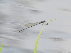 Pseudagrion indicum