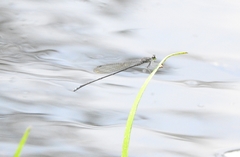 Pseudagrion indicum
