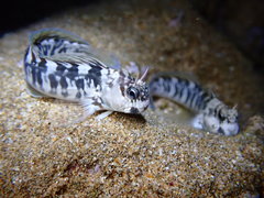 Zebra Blenny photo 2