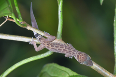 Cyrtodactylus zebraicus