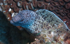 Gymnothorax annasona