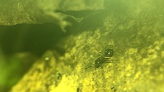 Formicidae