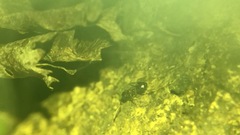 Formicidae