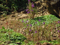 Pogostemon deccanensis