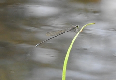 Pseudagrion indicum